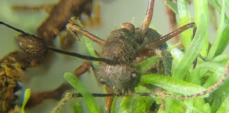 Fungo zumbi é achado em musgos da Amazônia e intriga ciência Fungo zumbi é achado em musgos da Amazônia e intriga ciência