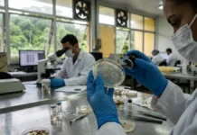 Mosca-da-bicheira: o que a ciência ensina sobre seu retorno Mosca-da-bicheira: o que a ciência ensina sobre seu retorno