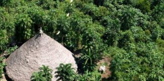 MPF processa Banco do Brasil por crédito em terra indígena MPF processa Banco do Brasil por crédito em terra indígena