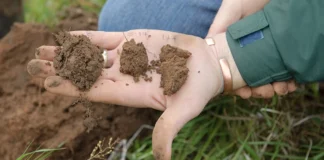 Fertilizante inteligente da USP pode regenerar solos degradados Fertilizante inteligente da USP pode regenerar solos degradados