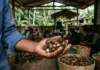 Biofábricas levam biodiversidade e riqueza à Amazônia Biofábricas levam biodiversidade e riqueza à Amazônia