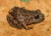 Nova espécie de rã é descoberta em florestas do Acre Nova espécie de rã é descoberta em florestas do Acre