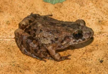 Nova espécie de rã é descoberta em florestas do Acre Nova espécie de rã é descoberta em florestas do Acre