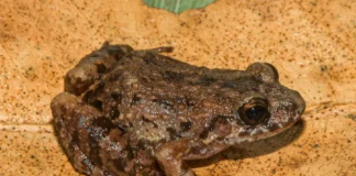 Nova espécie de rã é descoberta em florestas do Acre Nova espécie de rã é descoberta em florestas do Acre