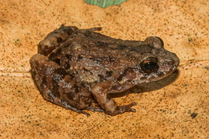 Nova espécie de rã é descoberta em florestas do Acre Nova espécie de rã é descoberta em florestas do Acre