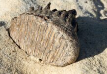 Ossos de mamute-lanoso surgem às margens do Danúbio na seca Ossos de mamute-lanoso surgem às margens do Danúbio na seca
