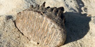 Ossos de mamute-lanoso surgem às margens do Danúbio na seca Ossos de mamute-lanoso surgem às margens do Danúbio na seca