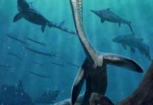 Fóssil de réptil marinho preserva trato digestivo de 245 milhões de anos Fóssil de réptil marinho preserva trato digestivo de 245 milhões de anos