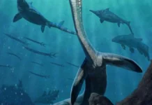 Fóssil de réptil marinho preserva trato digestivo de 245 milhões de anos Fóssil de réptil marinho preserva trato digestivo de 245 milhões de anos