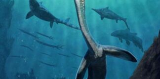 Fóssil de réptil marinho preserva trato digestivo de 245 milhões de anos Fóssil de réptil marinho preserva trato digestivo de 245 milhões de anos