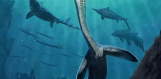 Fóssil de réptil marinho preserva trato digestivo de 245 milhões de anos Fóssil de réptil marinho preserva trato digestivo de 245 milhões de anos