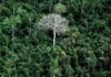 Florestas tropicais podem esconder US$ 1,2 tri em remédios Florestas tropicais podem esconder US$ 1,2 tri em remédios