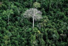 Florestas tropicais podem esconder US$ 1,2 tri em remédios Florestas tropicais podem esconder US$ 1,2 tri em remédios