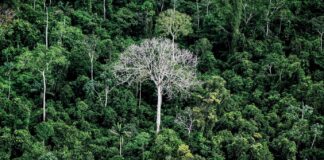 Florestas tropicais podem esconder US$ 1,2 tri em remédios Florestas tropicais podem esconder US$ 1,2 tri em remédios