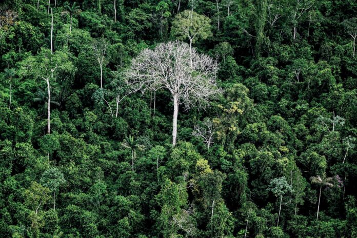 Florestas tropicais podem esconder US$ 1,2 tri em remédios