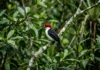 Soldadinho-do-araripe pode virar símbolo oficial da Chapada Soldadinho-do-araripe pode virar símbolo oficial da Chapada