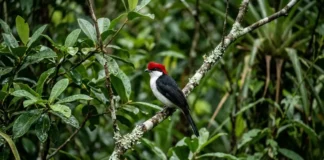 Soldadinho-do-araripe pode virar símbolo oficial da Chapada Soldadinho-do-araripe pode virar símbolo oficial da Chapada