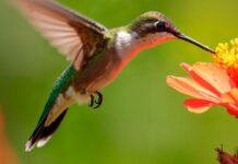 Como atrair beija-flor para casa e proteger a ave com cuidado Como atrair beija-flor para casa e proteger a ave com cuidado