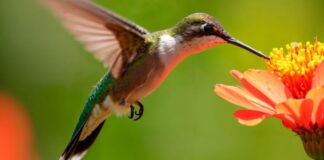 Como atrair beija-flor para casa e proteger a ave com cuidado Como atrair beija-flor para casa e proteger a ave com cuidado