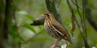 Tovaca-de-baturité: nova ave do Ceará mais anda que voa Tovaca-de-baturité: nova ave do Ceará mais anda que voa