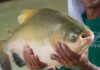 Tambaqui ameaçado pode ter pesca suspensa em todo o Brasil Tambaqui ameaçado pode ter pesca suspensa em todo o Brasil