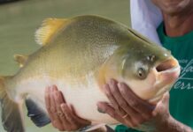 Tambaqui ameaçado pode ter pesca suspensa em todo o Brasil Tambaqui ameaçado pode ter pesca suspensa em todo o Brasil