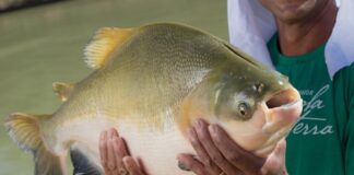 Tambaqui ameaçado pode ter pesca suspensa em todo o Brasil Tambaqui ameaçado pode ter pesca suspensa em todo o Brasil