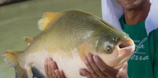 Tambaqui ameaçado pode ter pesca suspensa em todo o Brasil Tambaqui ameaçado pode ter pesca suspensa em todo o Brasil