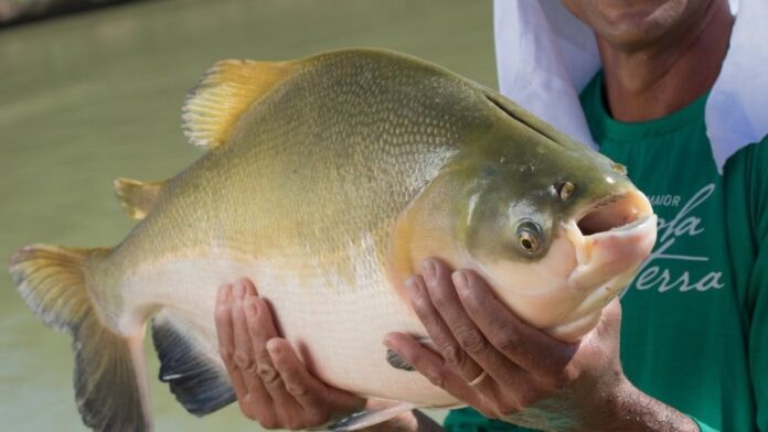 Tambaqui ameaçado pode ter pesca suspensa em todo o Brasil Tambaqui ameaçado pode ter pesca suspensa em todo o Brasil