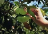 Cambuci: estudo da USP aponta ação contra inflamações Cambuci: estudo da USP aponta ação contra inflamações