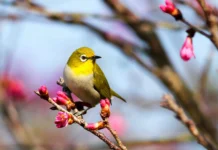 Como atrair pássaros no jardim: 6 dicas que funcionam Como atrair pássaros no jardim: 6 dicas que funcionam