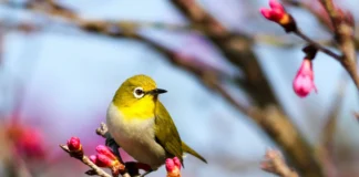 Como atrair pássaros no jardim: 6 dicas que funcionam Como atrair pássaros no jardim: 6 dicas que funcionam