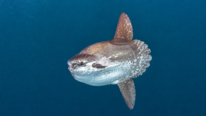 Peixe-lua em Ilhabela: por que é conhecido como o peixe do apocalipse?