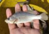 Peixes do Espírito Santo têm taxa recorde de deformações Peixes do Espírito Santo têm taxa recorde de deformações