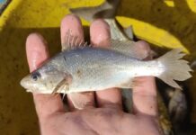 Peixes do Espírito Santo têm taxa recorde de deformações Peixes do Espírito Santo têm taxa recorde de deformações