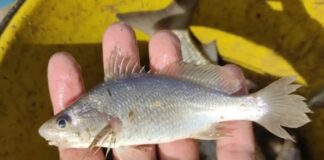Peixes do Espírito Santo têm taxa recorde de deformações Peixes do Espírito Santo têm taxa recorde de deformações