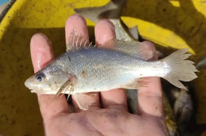 Peixes do Espírito Santo têm taxa recorde de deformações Peixes do Espírito Santo têm taxa recorde de deformações