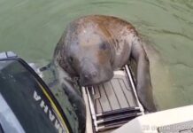 Peixe-boi-marinho volta ao risco máximo de extinção no Brasil Peixe-boi-marinho volta ao risco máximo de extinção no Brasil
