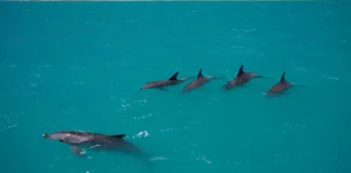 Golfinhas reconhecem machos agressivos e sabem quando fugir Golfinhas reconhecem machos agressivos e sabem quando fugir