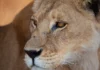 Animais selvagens: regras simples evitam encontros perigosos Animais selvagens: regras simples evitam encontros perigosos