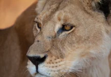 Animais selvagens: regras simples evitam encontros perigosos Animais selvagens: regras simples evitam encontros perigosos