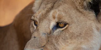 Animais selvagens: regras simples evitam encontros perigosos Animais selvagens: regras simples evitam encontros perigosos