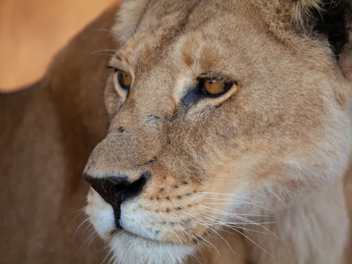 Animais selvagens: regras simples evitam encontros perigosos
