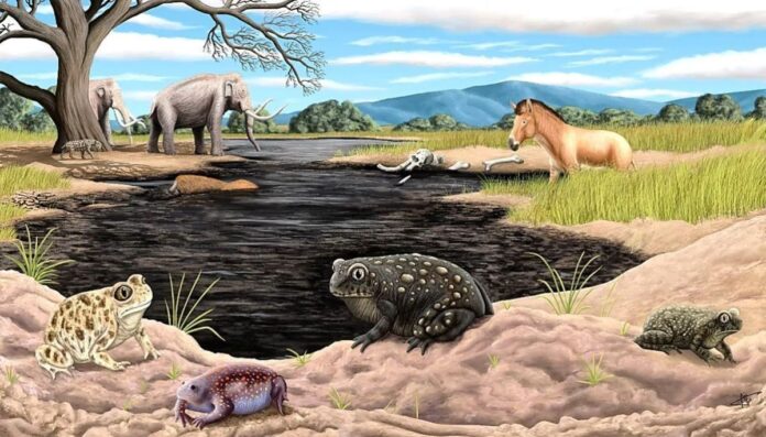 Sapo da era glacial é descoberto em poços de Los Angeles
