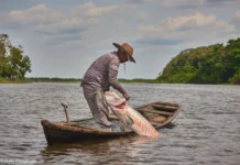 Microplásticos já atingem brânquias de peixes amazônicos Microplásticos já atingem brânquias de peixes amazônicos