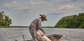 Microplásticos já atingem brânquias de peixes amazônicos Microplásticos já atingem brânquias de peixes amazônicos