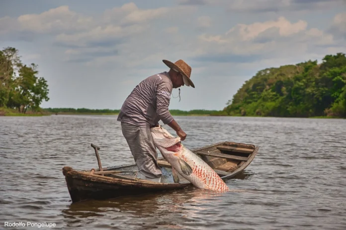 Microplásticos já atingem brânquias de peixes amazônicos