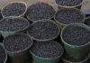Nanofertilizante de açaí aumenta crescimento de milho e sorgo Nanofertilizante de açaí aumenta crescimento de milho e sorgo