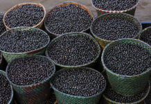Nanofertilizante de açaí aumenta crescimento de milho e sorgo Nanofertilizante de açaí aumenta crescimento de milho e sorgo