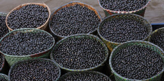 Nanofertilizante de açaí aumenta crescimento de milho e sorgo Nanofertilizante de açaí aumenta crescimento de milho e sorgo